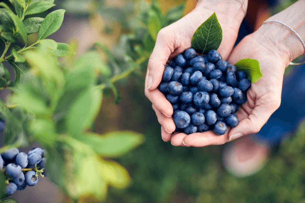 blueberries