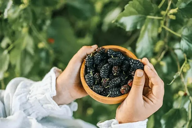 featured image of blackberries