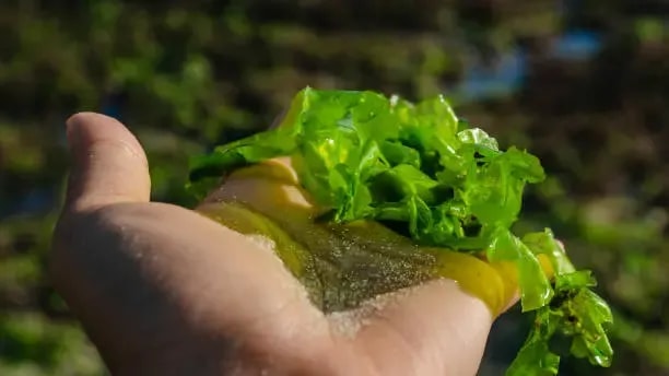 image of sea moss